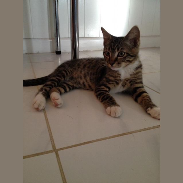 Photo of Milo