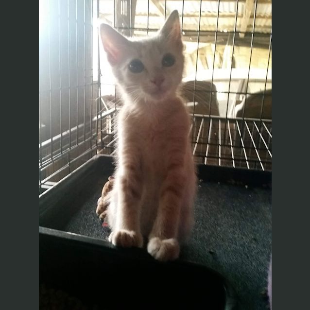 Photo of Dexter