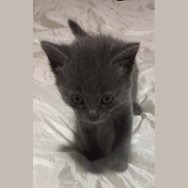 Photo of Casper