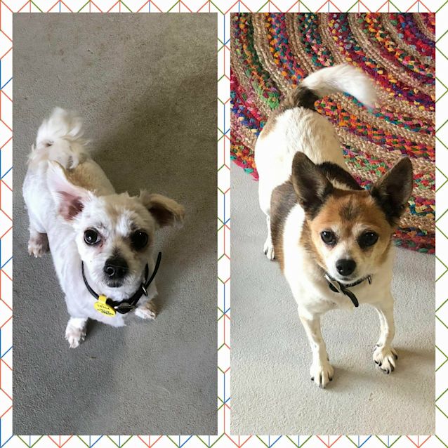 Photo of Loki & Beiju  **Adopted**