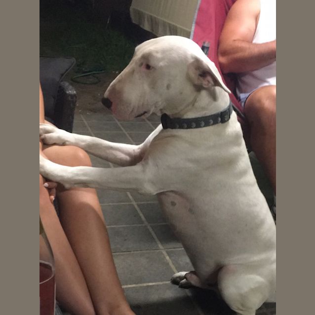 Photo of Spook   Foster Carer Needed