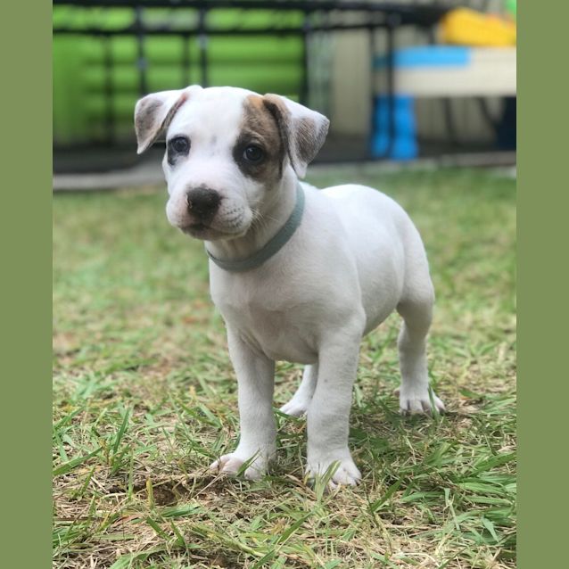 Photo of Derby 