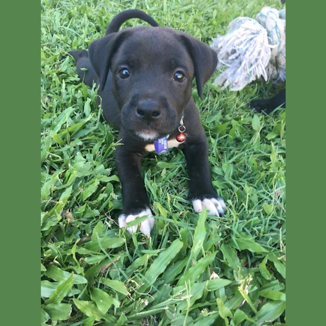 Photo of Cassidy **Adoption Pending**