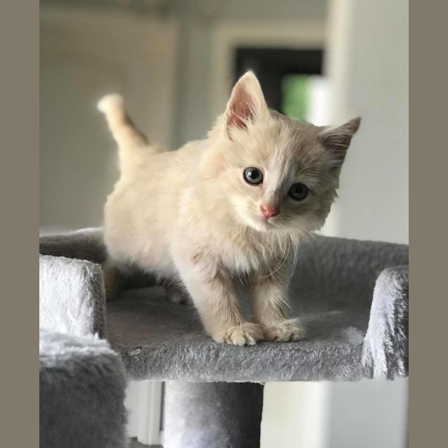 Photo of Hobbes (Frosty)