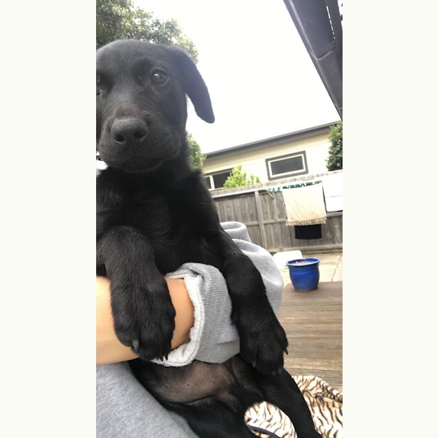 Photo of Ozzy Pawsborne