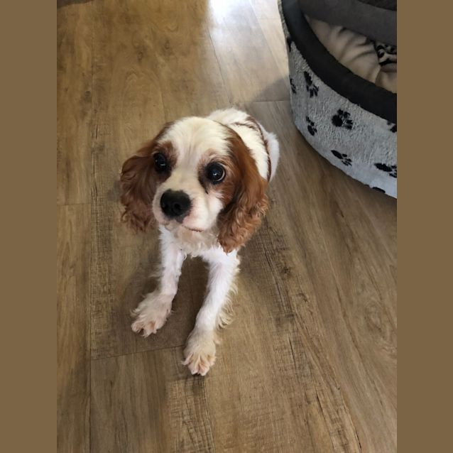 Photo of Charlie