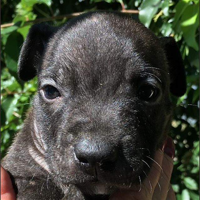Photo of Teddy