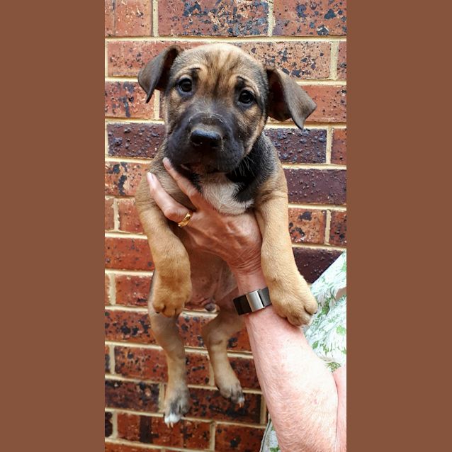 Photo of Alfie **Adopted**