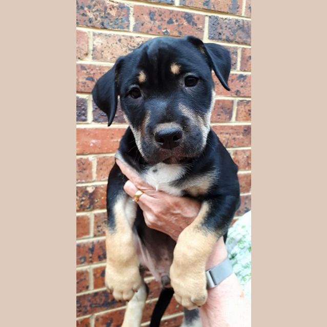 Photo of Bear **Adopted**