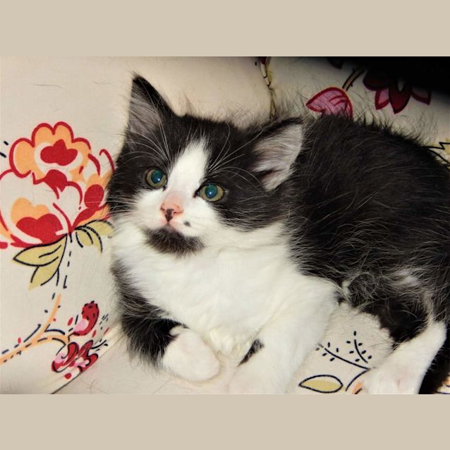Photo of Indy