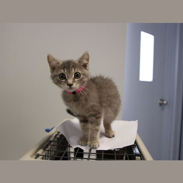 Photo of Caramel (5244)