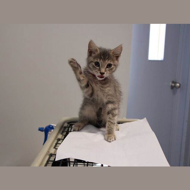 Photo of Mocha (5248)