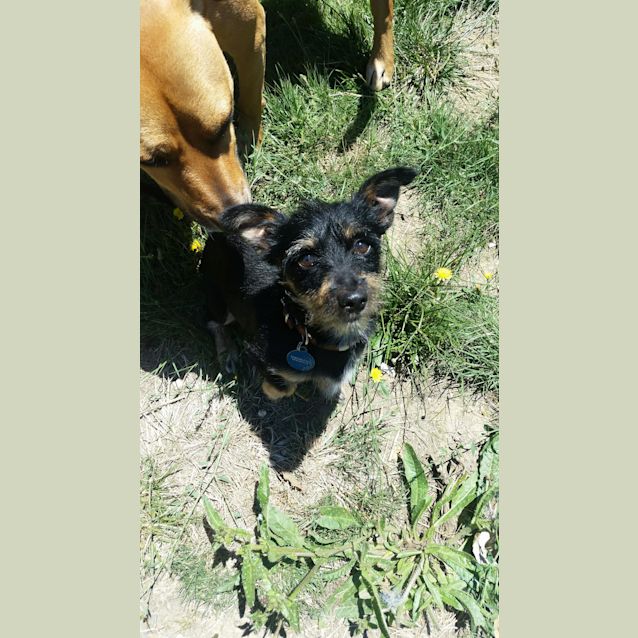 Photo of Scraffy 