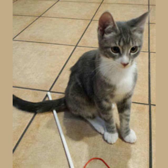 Photo of Banjo (Bn C402) 