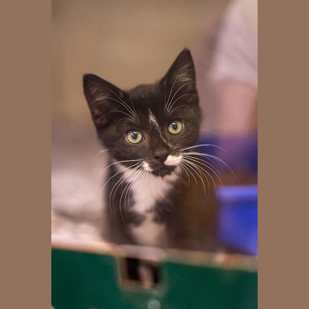 Photo of Oscar 