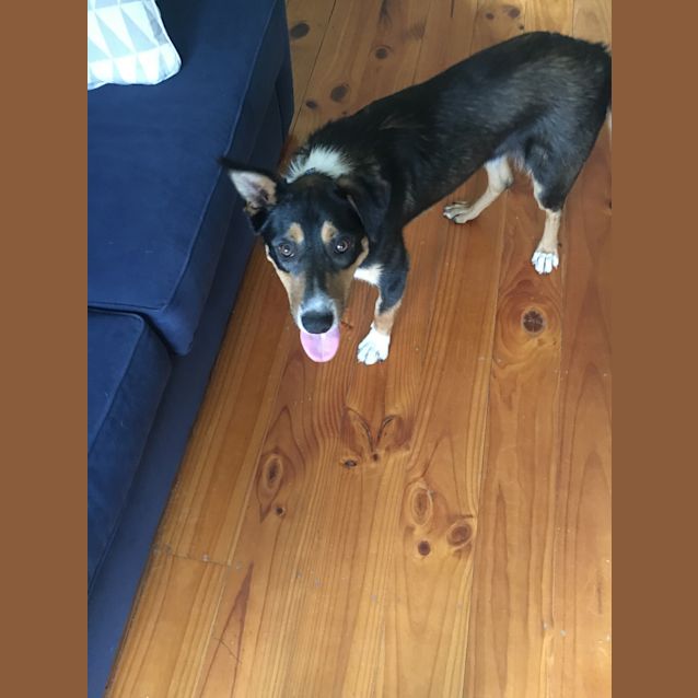 Photo of Jeffery **Adopted**