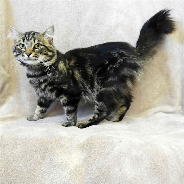 Photo of Felix