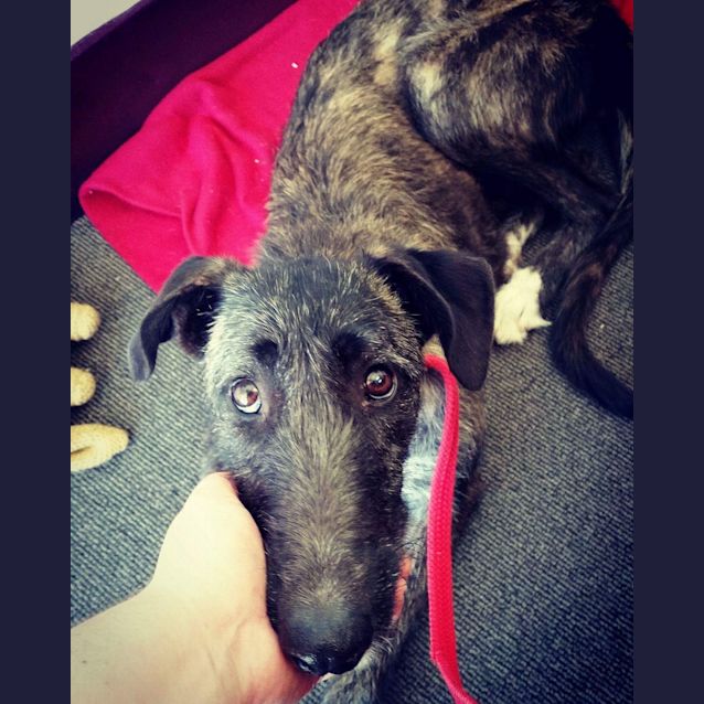 Photo of Eva **Adopted**