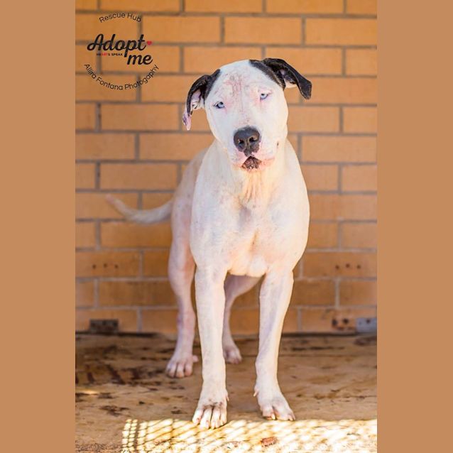 Photo of Elsa (Pcc 31)