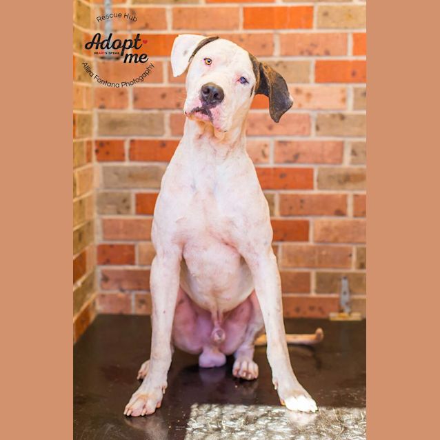 Photo of Olaf (Pcc 32)