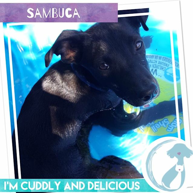 Photo of Sambucca