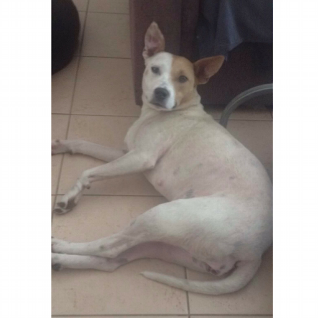 Photo of Mini ~ Staffy X Cattle Dog (On Trial 30 1 18)