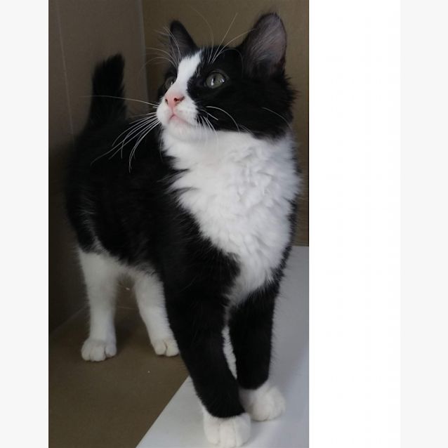 Photo of Hopper (Now Lenny)