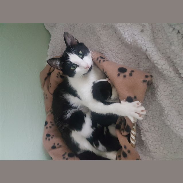 Photo of Cora