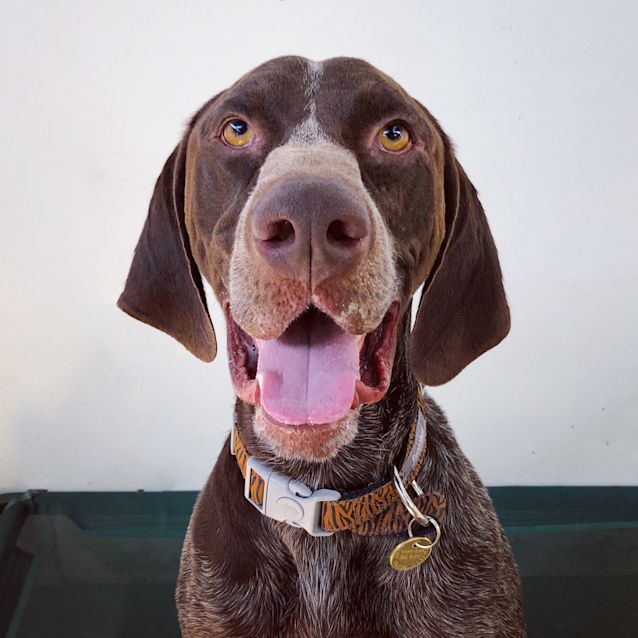 Photo of Buster