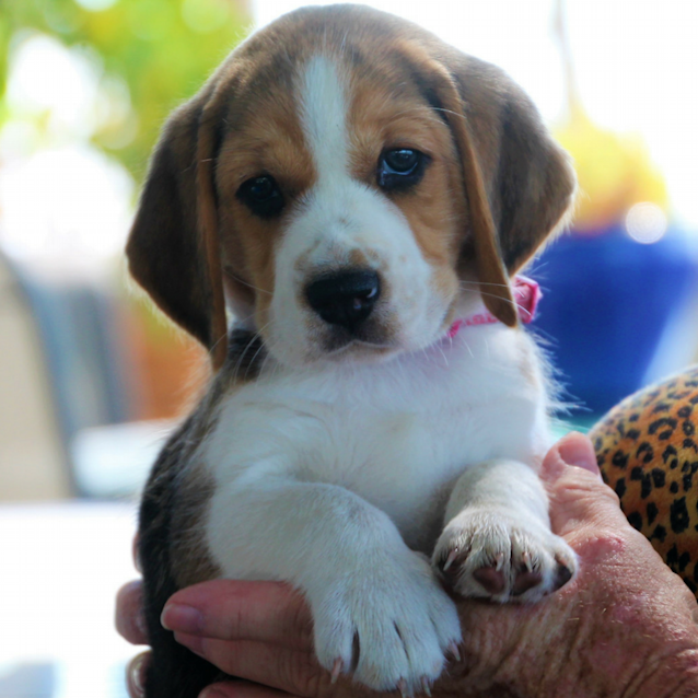 Photo of Tanza ~ Cute Beagle Puppy (On Trial 9/2/2018)