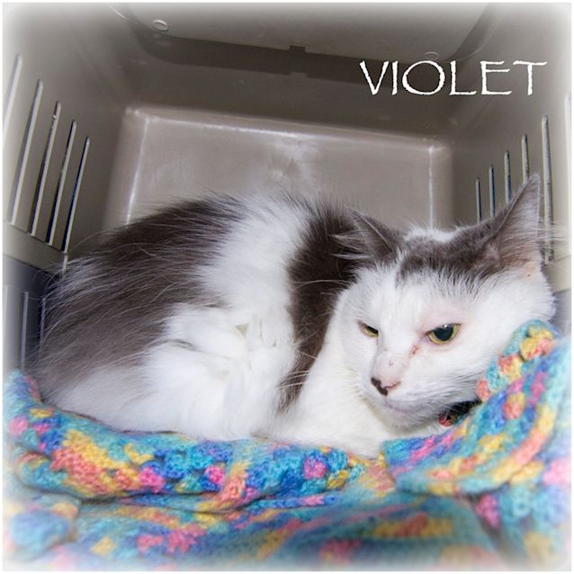 Photo of Violet