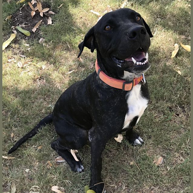 Photo of Hunter