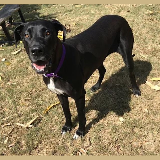 Photo of Tequila