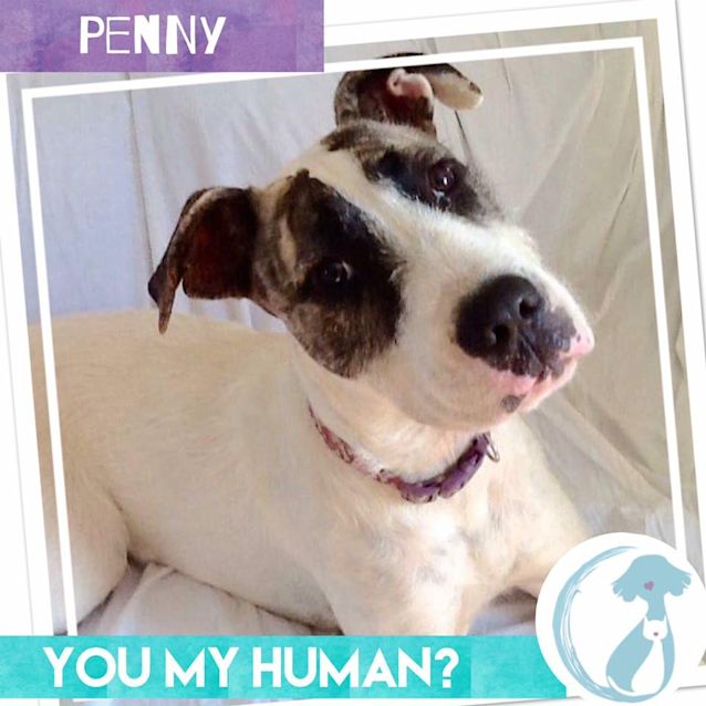 Photo of Penny