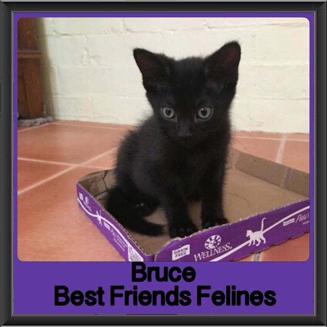 Photo of Bruce 
