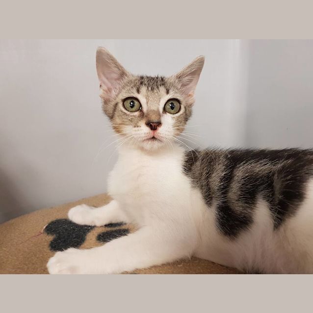 Photo of Beanie 