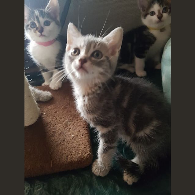 Photo of Strongarm *2nd Chance Cat Rescue*