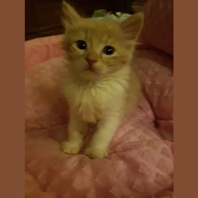 Photo of V Rod **2nd Chance Cat Rescue**