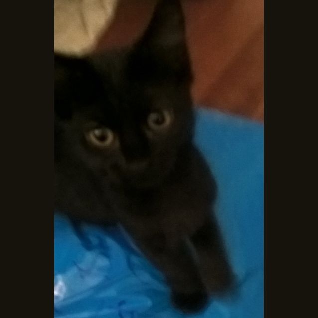 Photo of Little Bear