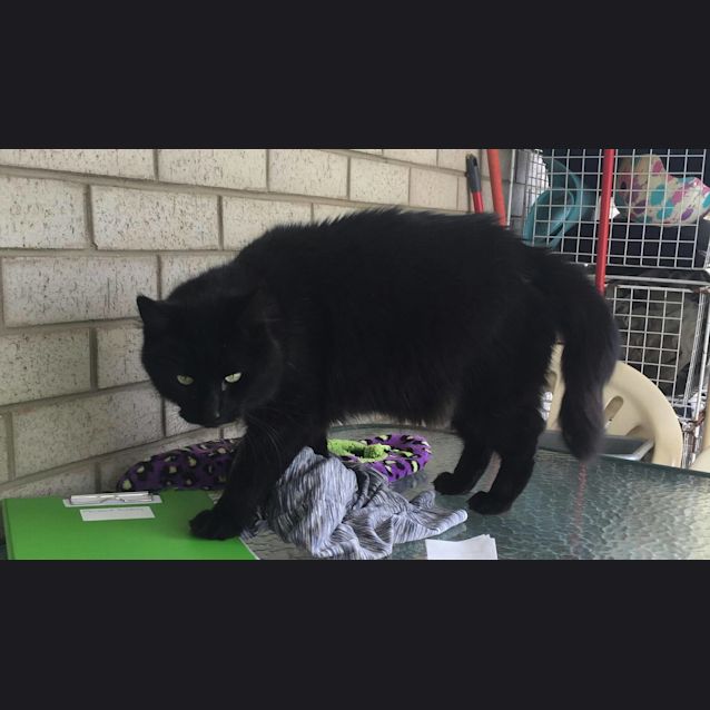 Photo of Panther