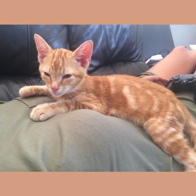 Photo of Nacho