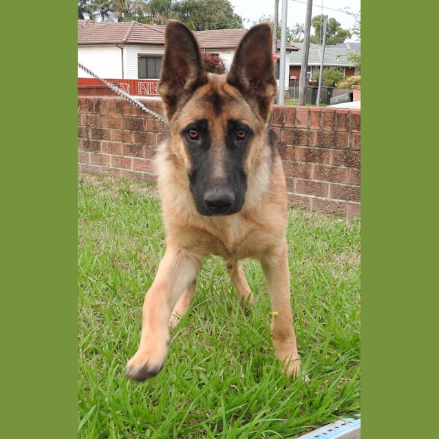 Photo of Lucifer   Has A Meet And Greet Organised