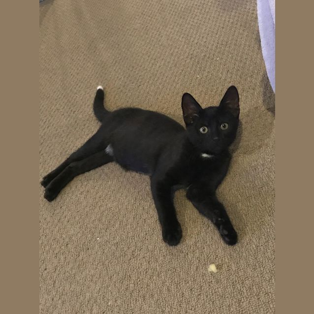Photo of Phantom