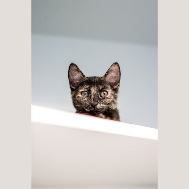 Photo of Callie