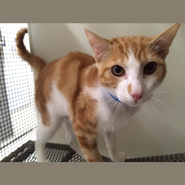 Photo of Oliver (0251)