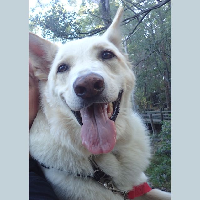 Photo of Koda 