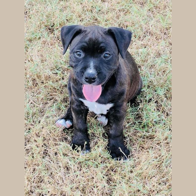 Photo of Shelby **Adoption Pending**