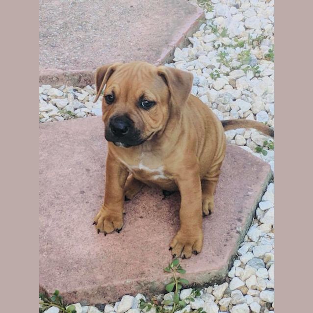 Photo of Ranger **Adoption Pending**