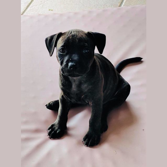 Photo of Dakota **Adoption Pending**