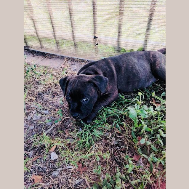 Photo of Lexus **Adoption Pending**